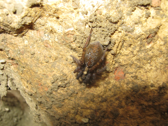 Lycosoide coarctata; Trochosa sp.